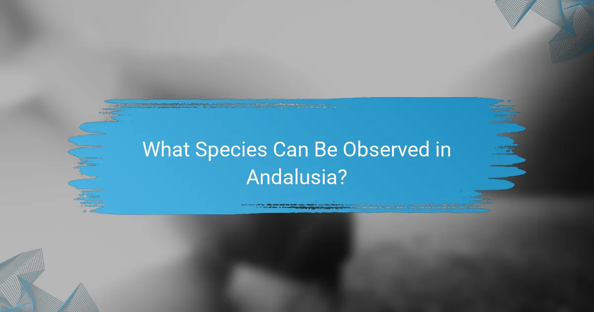 What Species Can Be Observed in Andalusia?